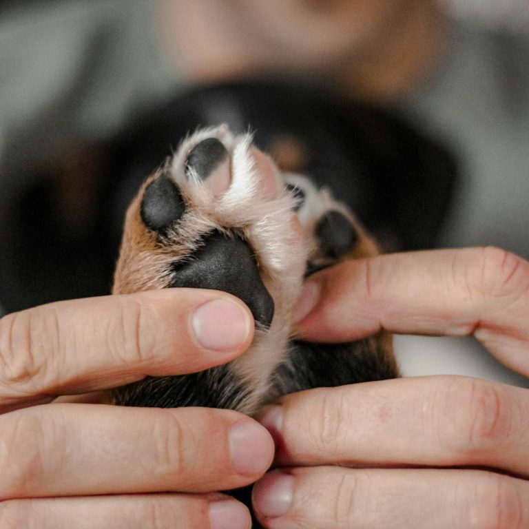 Duelo por la muerte de una mascota