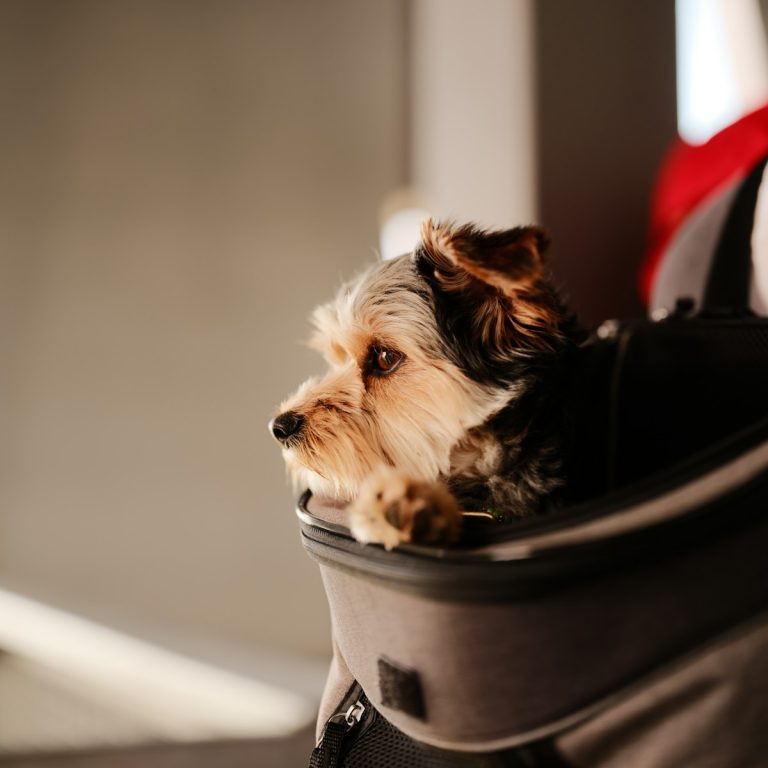 Viajar con tu mascota de apoyo emocional en Colombia: qué pide cada aerolínea